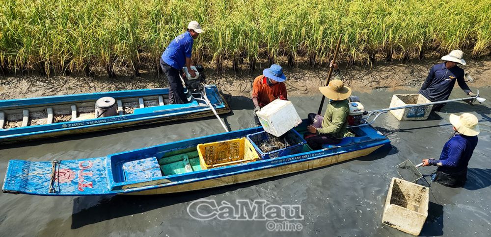 Đây là loại tôm nuôi ruộng lúa ở Cà Mau, dân trúng mùa, trúng giá, bán 95.000 đồng/kg- Ảnh 1.