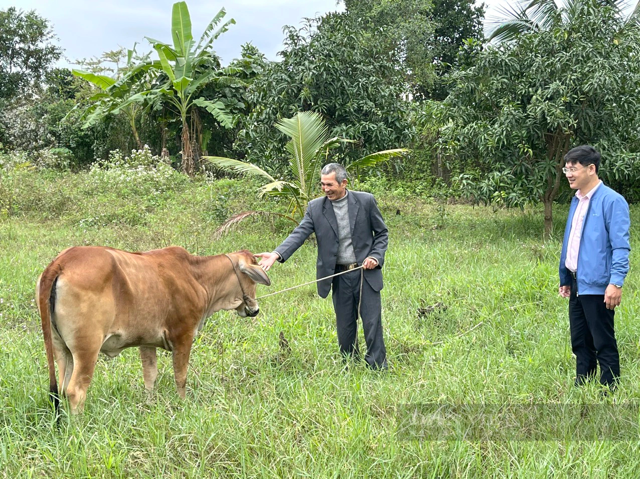 Quảng Bình: Cựu binh làm mô hình lúa – cá, nuôi bò, trồng dừa lãi 500 triệu đồng/năm- Ảnh 3.