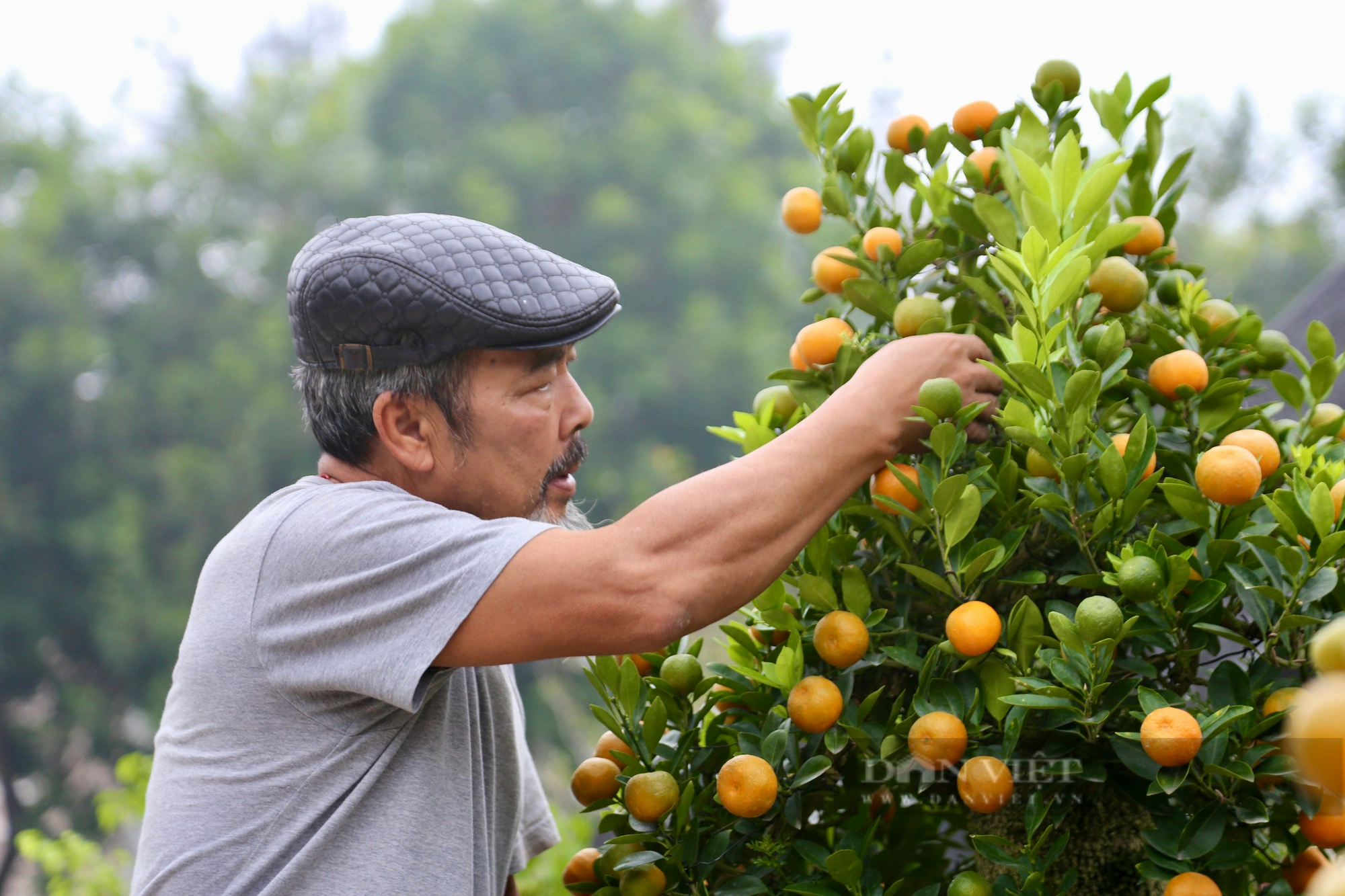 Ông nông dân ngoại thành Hà Nội "tiết lộ" cách ghép cây quất tết với loại gỗ đặc biệt- Ảnh 1.