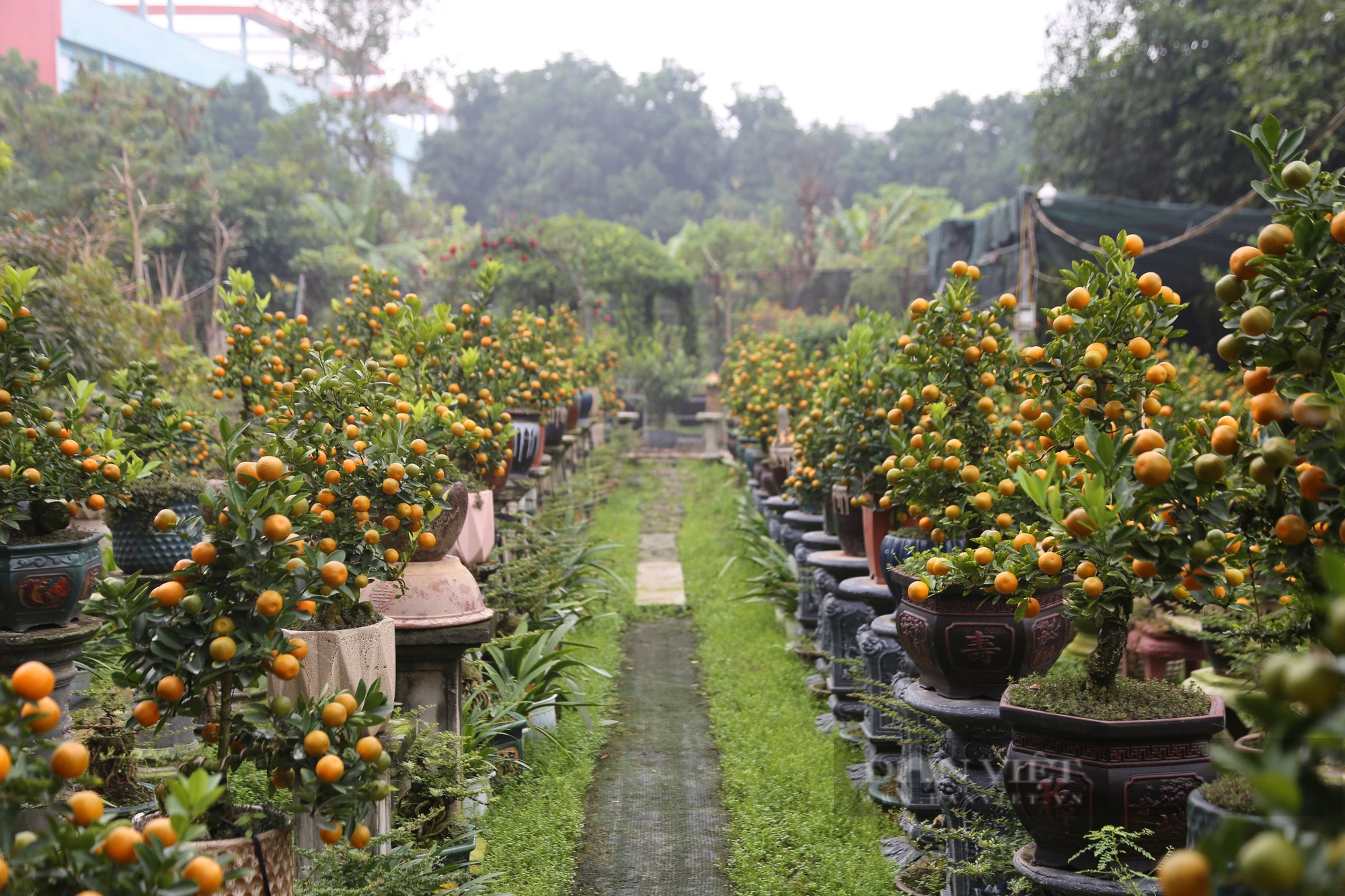 Ông nông dân ngoại thành Hà Nội "tiết lộ" cách ghép cây quất tết với loại gỗ đặc biệt- Ảnh 4.