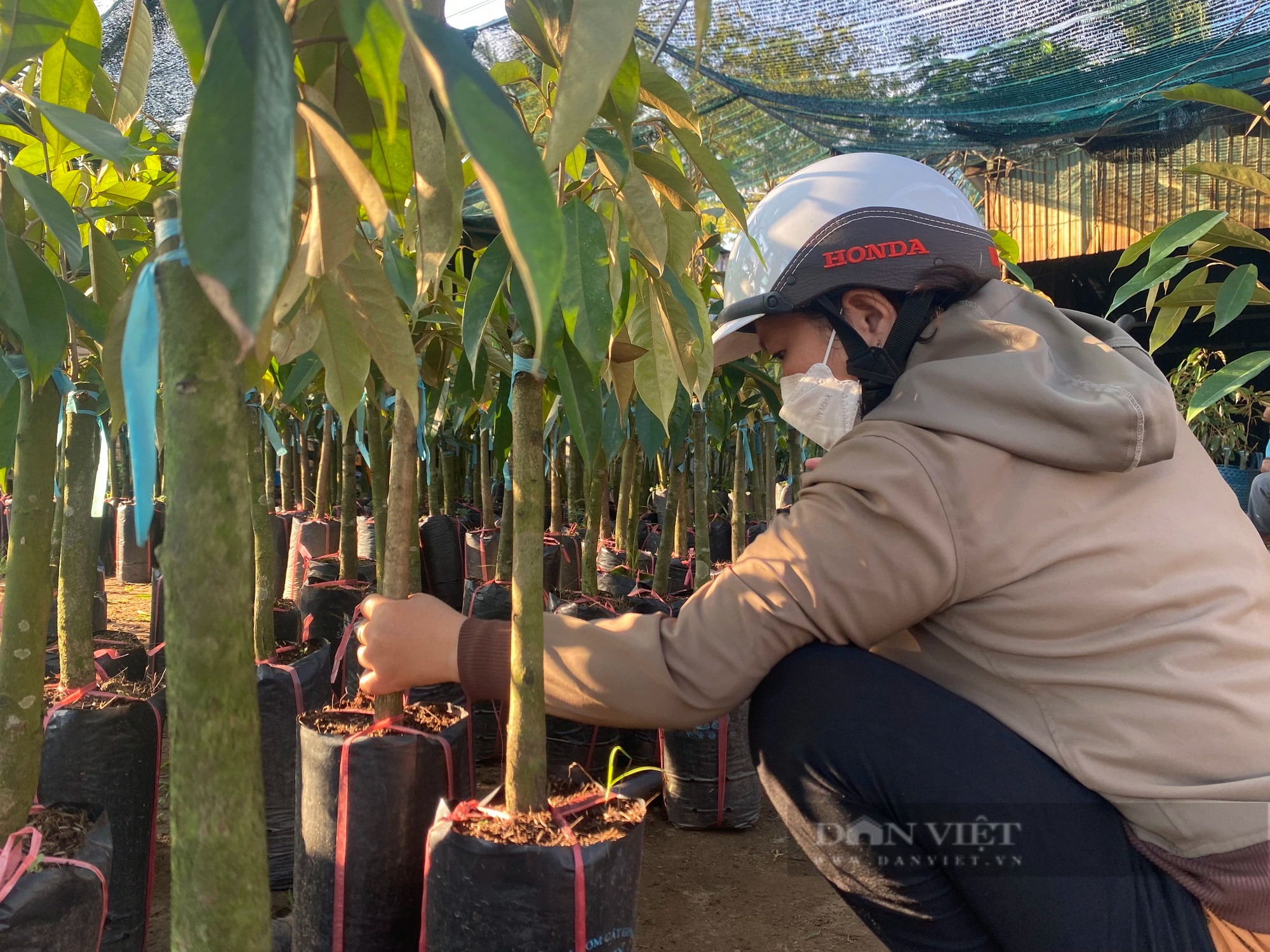 Vị đắng, máu và nước mắt của trái sầu riêng tỷ đô- Ảnh 22.