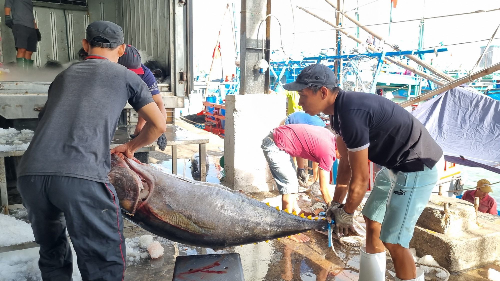 Ngư dân Khánh Hòa trúng cá ngừ đại dương, mỗi chuyến lãi 30-40 triệu- Ảnh 2.