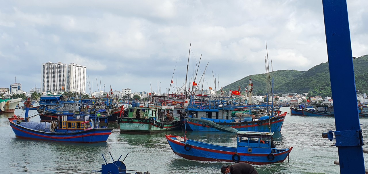 Ngư dân Khánh Hòa trúng cá ngừ đại dương, mỗi chuyến lãi 30-40 triệu- Ảnh 3.