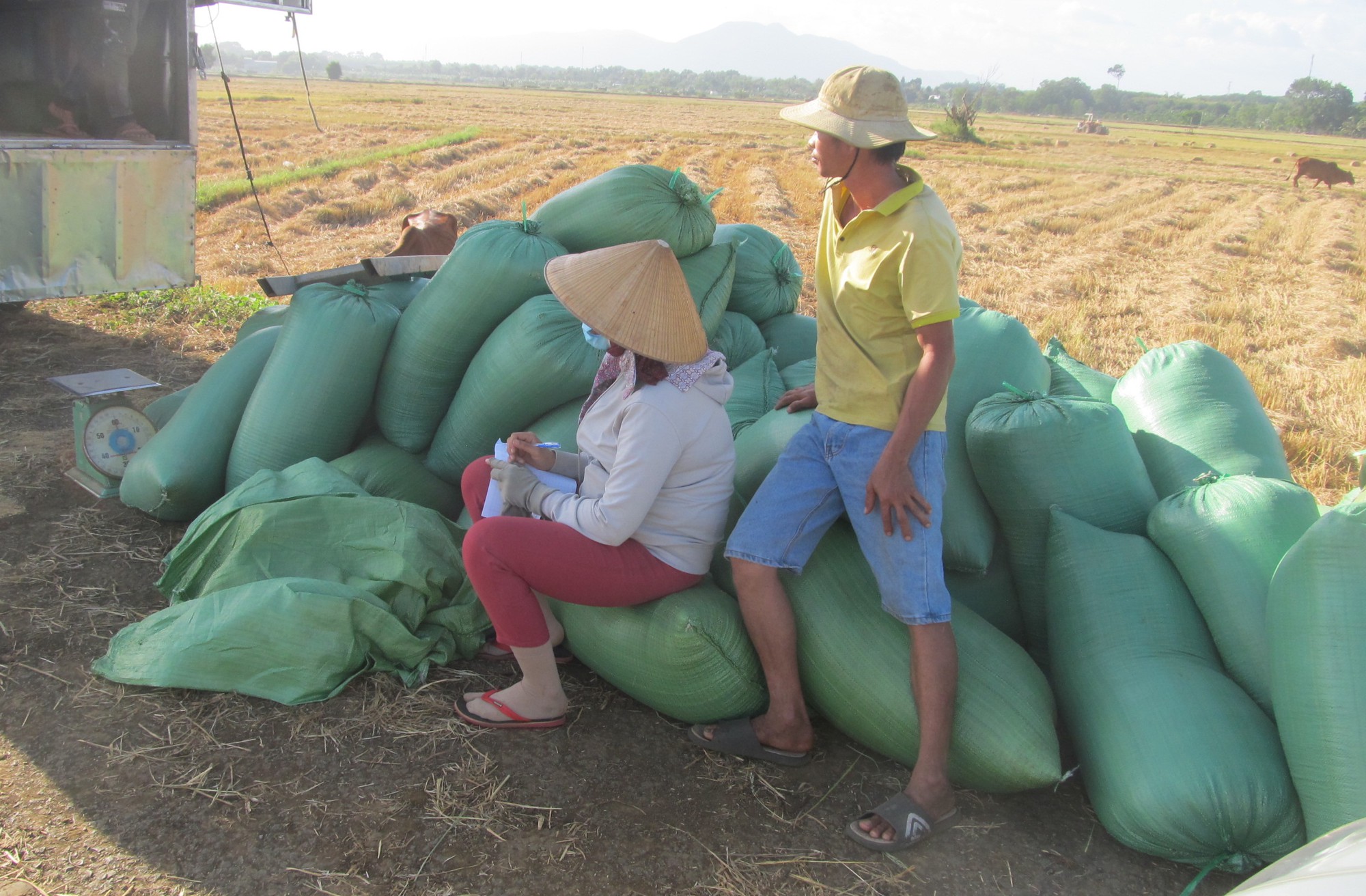 Lúa được mùa được giá, nhiều nông dân ở một xã của tỉnh Bà Rịa - Vũng Tàu có thu nhập trăm triệu- Ảnh 3.