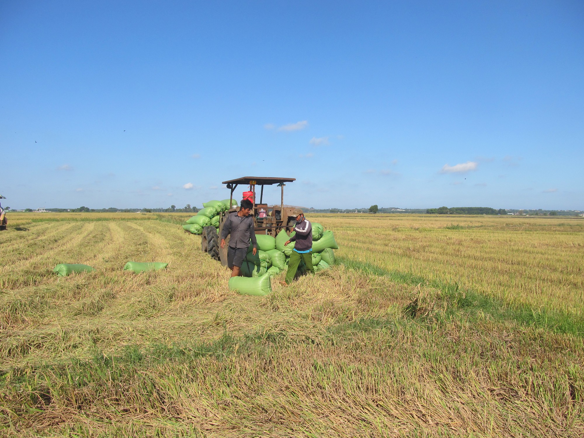 Lúa được mùa được giá, nhiều nông dân ở một xã của tỉnh Bà Rịa - Vũng Tàu có thu nhập trăm triệu- Ảnh 2.