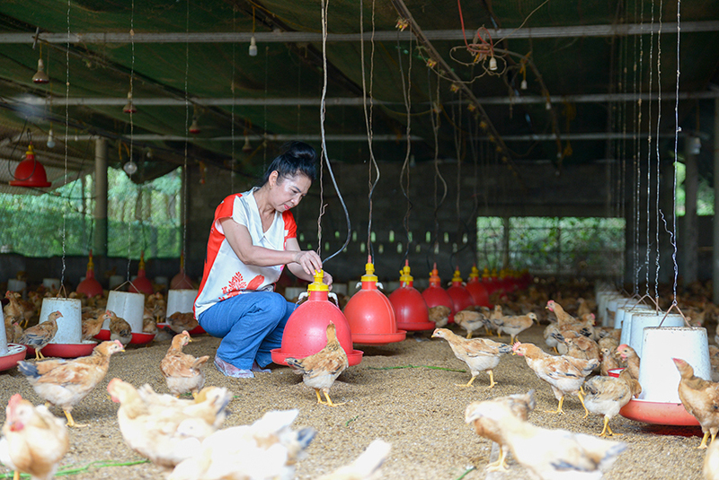Phụ nữ Quảng Trị có nhiều chị mở trang trại làm giàu, thu lãi lớn mỗi năm- Ảnh 3.