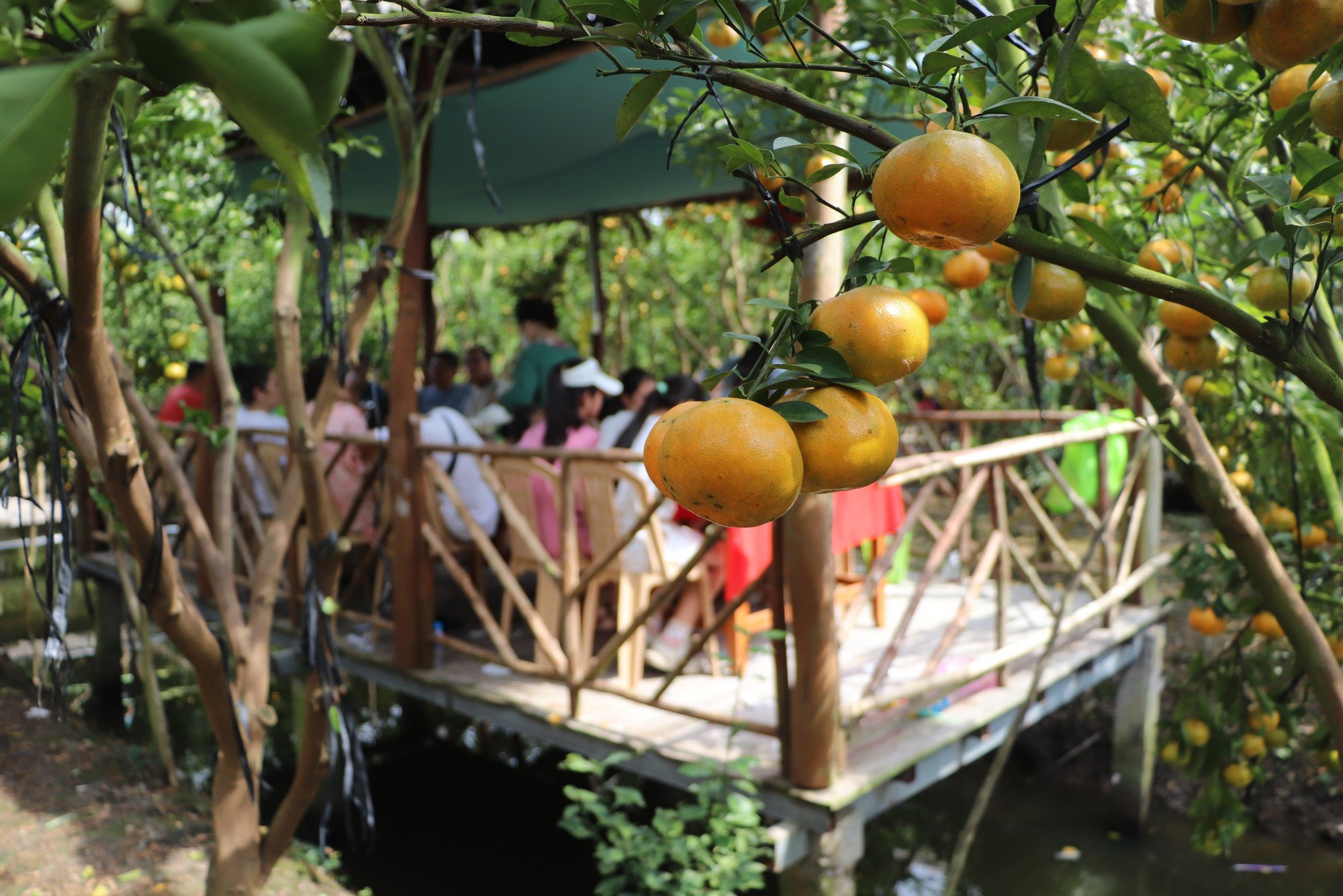 Du khách TP.HCM thích thú tạo dáng, mê mệt tham quan vườn quýt hồng Lai Vung- Ảnh 4.