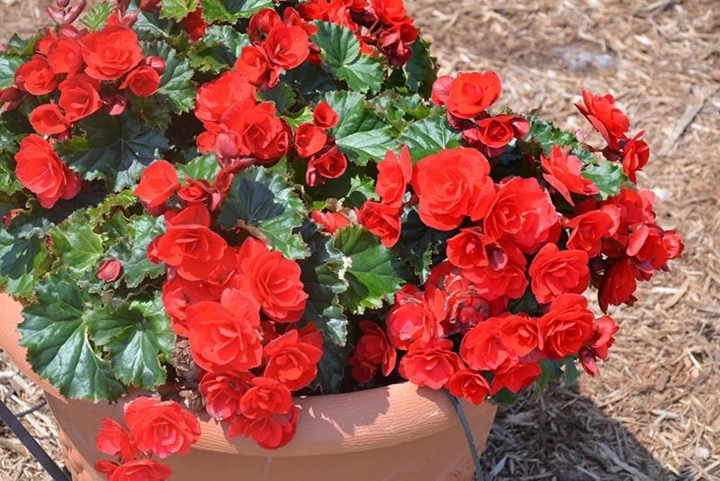5 loài hoa nhất định phải trồng trong năm 2024, đỏ rực, đẹp đẽ, đậm chất lễ hội, chiêu may, rước lộc- Ảnh 6.