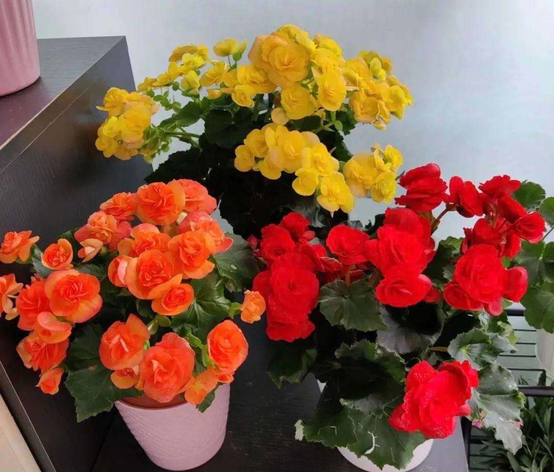 5 loài hoa nhất định phải trồng trong năm 2024, đỏ rực, đẹp đẽ, đậm chất lễ hội, chiêu may, rước lộc- Ảnh 5.