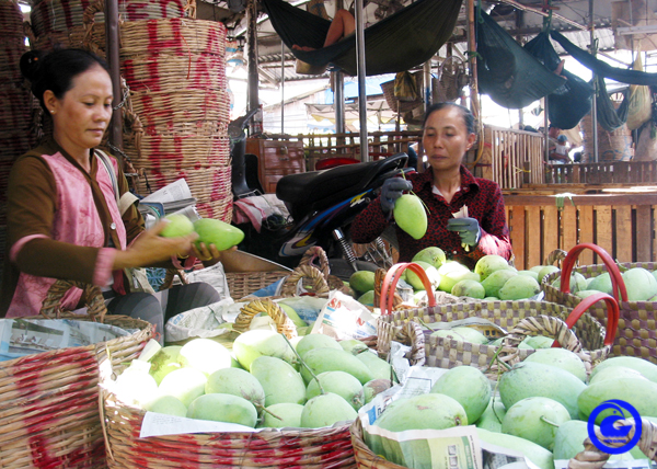Đây là loại cây ăn trái đặc sản nổi tiếng của Tiền Giang, xuất khẩu quả tươi, làm du lịch sinh thái đều ra tiền- Ảnh 1.
