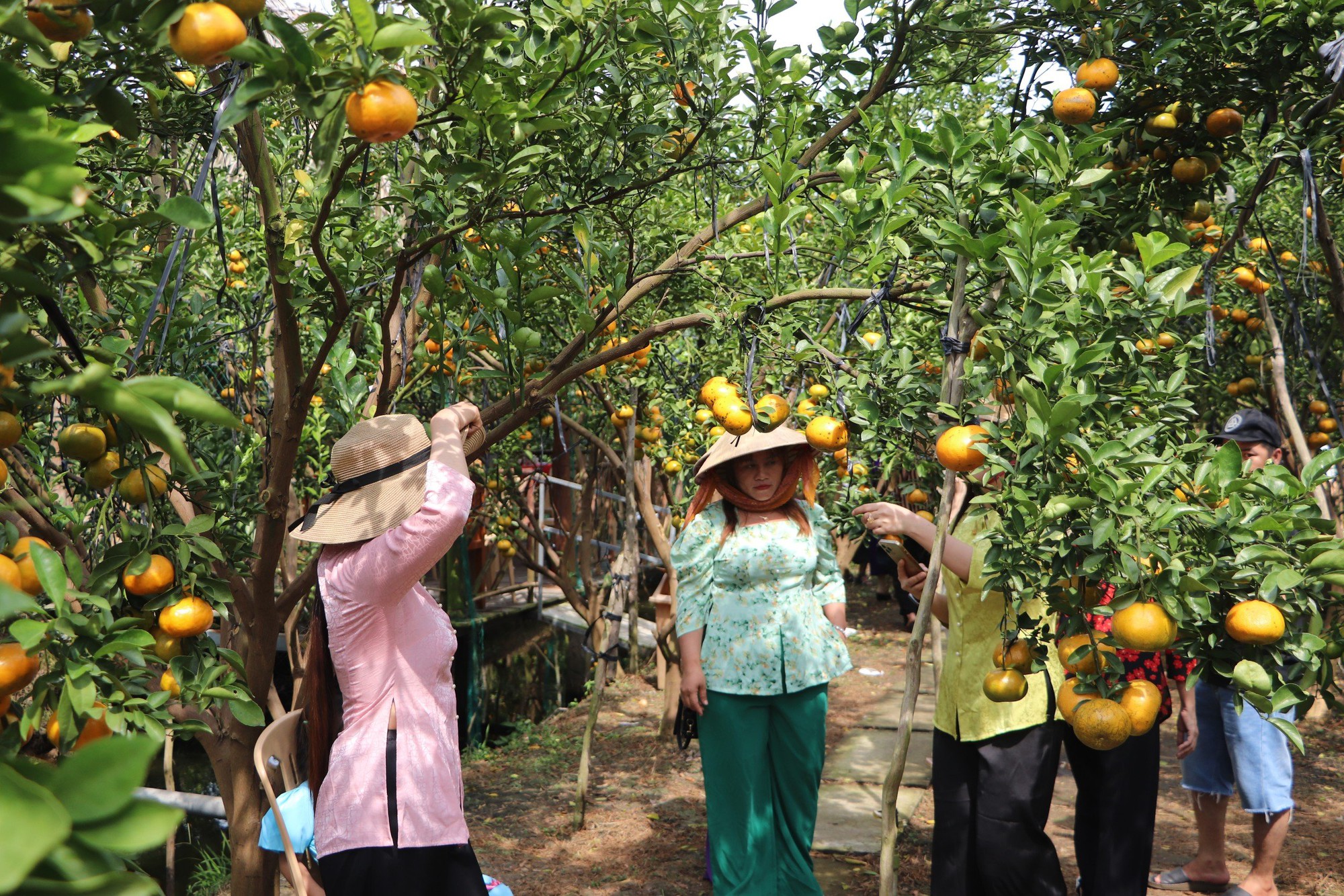 Quýt hồng Lai Vung chín vàng ươm, chủ vườn mở thêm dịch vụ tham quan- Ảnh 2.