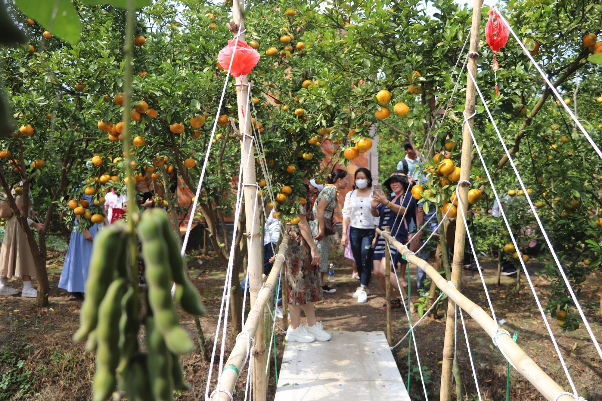 Quýt hồng Lai Vung chín vàng ươm, chủ vườn mở thêm dịch vụ tham quan- Ảnh 4.