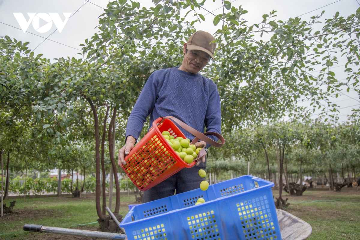 Ở Hải Phòng có loại táo muối đặc sản, không hiểu ăn ngon đến đâu mà cứ "xuống phố" là tấp nập người mua- Ảnh 1.