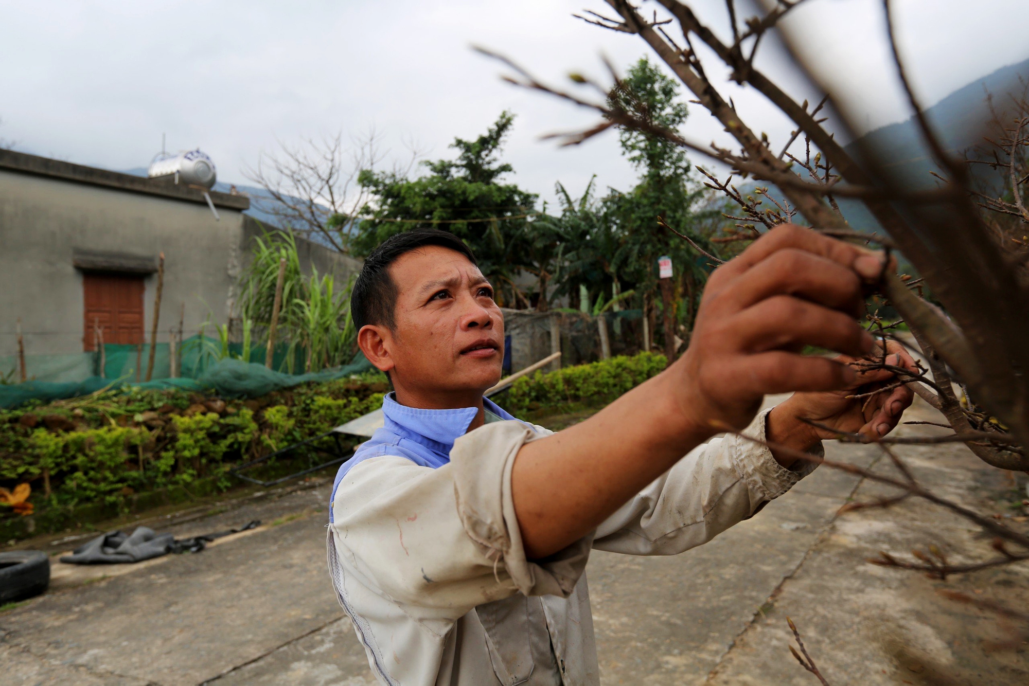 Làng mai ở Hà Tĩnh hối hả vào vụ Tết, giá hàng chục triệu/cây vẫn “cháy hàng”- Ảnh 9.