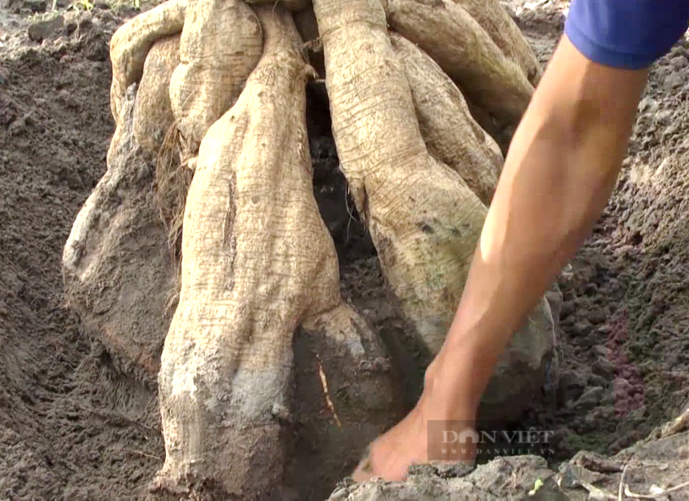 Anh nông dân Tây Ninh trồng loại củ khổng lồ vừa ăn vừa làm thuốc, đào lên không đủ bán - Ảnh 1.