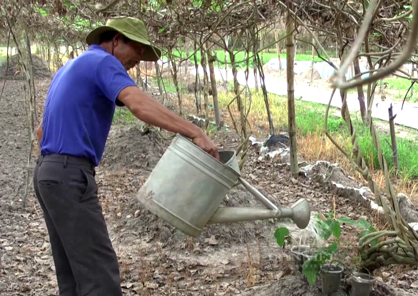 Anh nông dân Tây Ninh trồng loại củ khổng lồ vừa ăn vừa làm thuốc, đào lên không đủ bán - Ảnh 2.