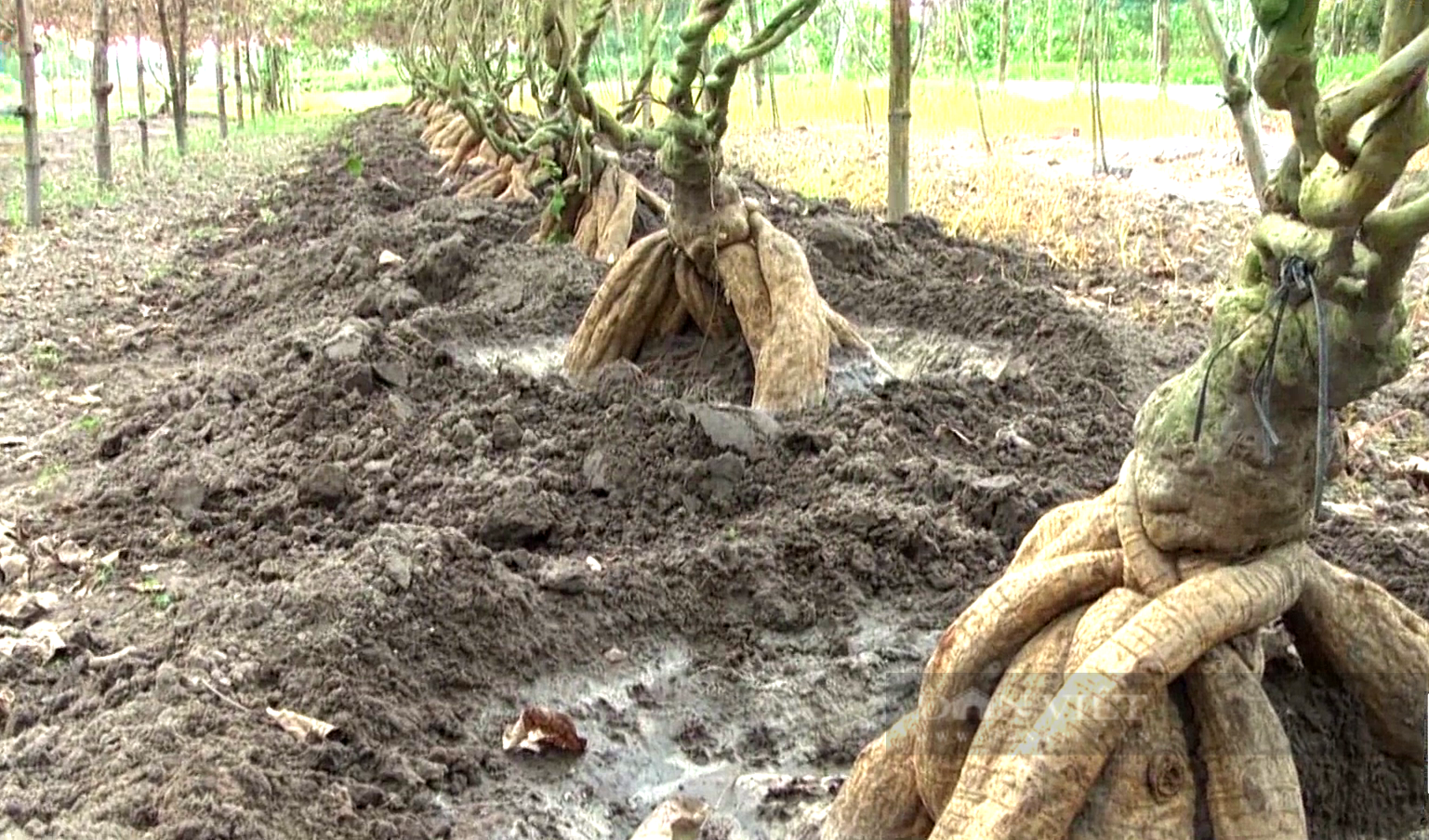Anh nông dân Tây Ninh trồng loại củ khổng lồ vừa ăn vừa làm thuốc, đào lên không đủ bán - Ảnh 3.