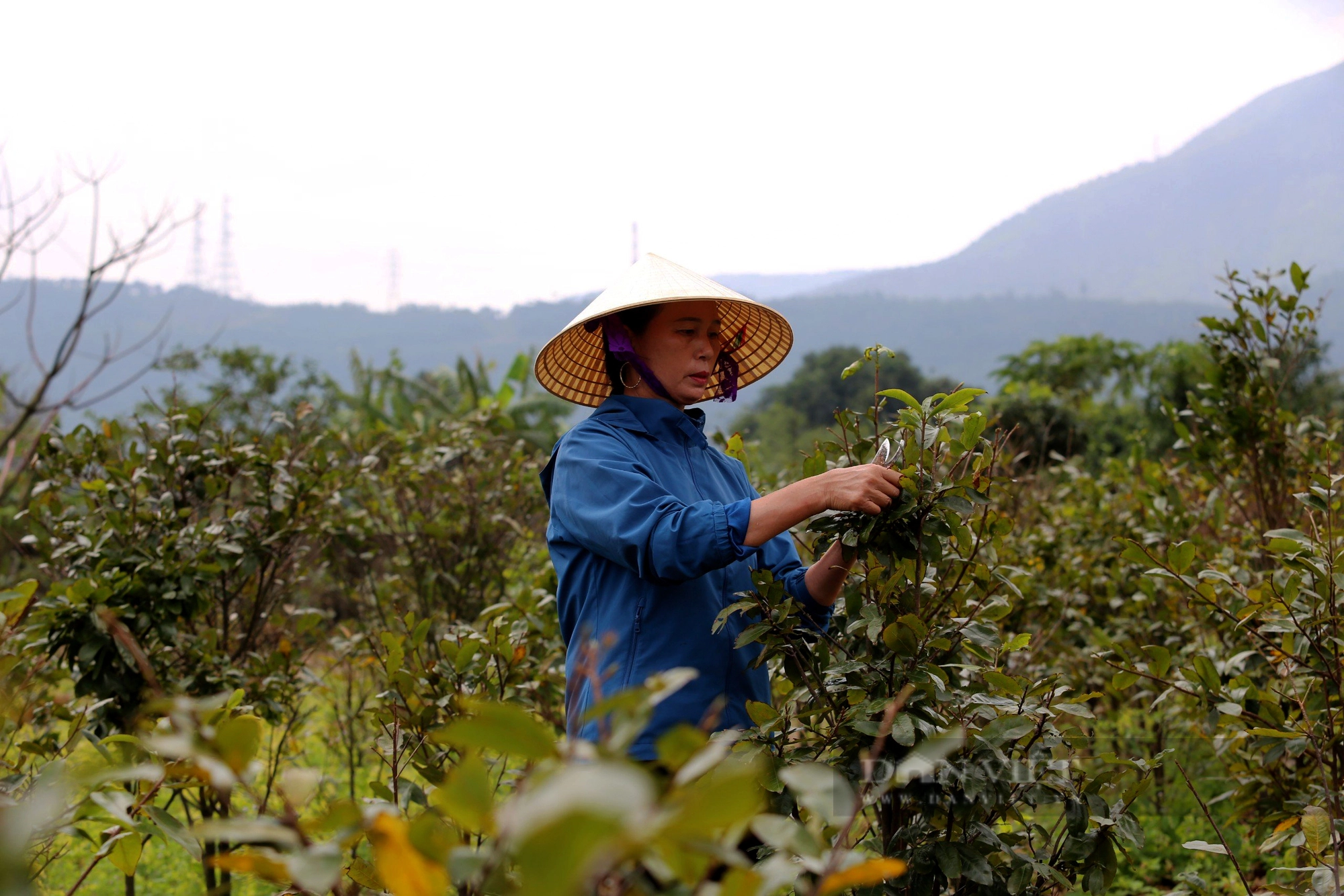 Làng mai ở Hà Tĩnh hối hả vào vụ Tết, giá hàng chục triệu/cây vẫn “cháy hàng”- Ảnh 2.