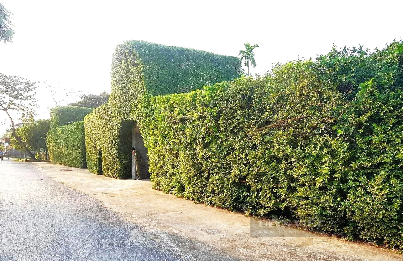 Ở một làng cổ Nam Định, thấy bức tường kỳ lạ dượng lên bằng cây duối trăm tuổi quanh ngôi đình cổ- Ảnh 5.