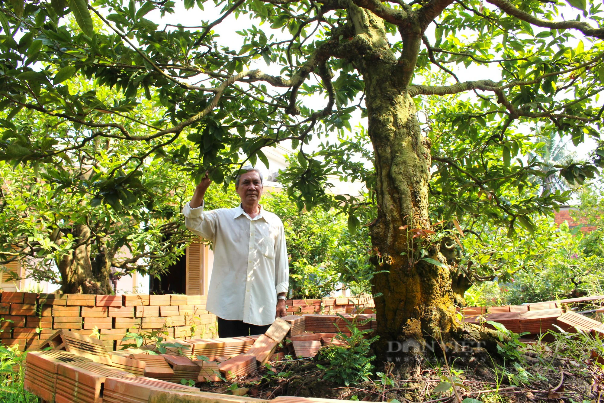 Cận cảnh những cây mai vàng cổ thụ có giá bạc tỷ ở Vĩnh Long, một làng ví là "thủ phủ" trồng mai miền Tây- Ảnh 4.