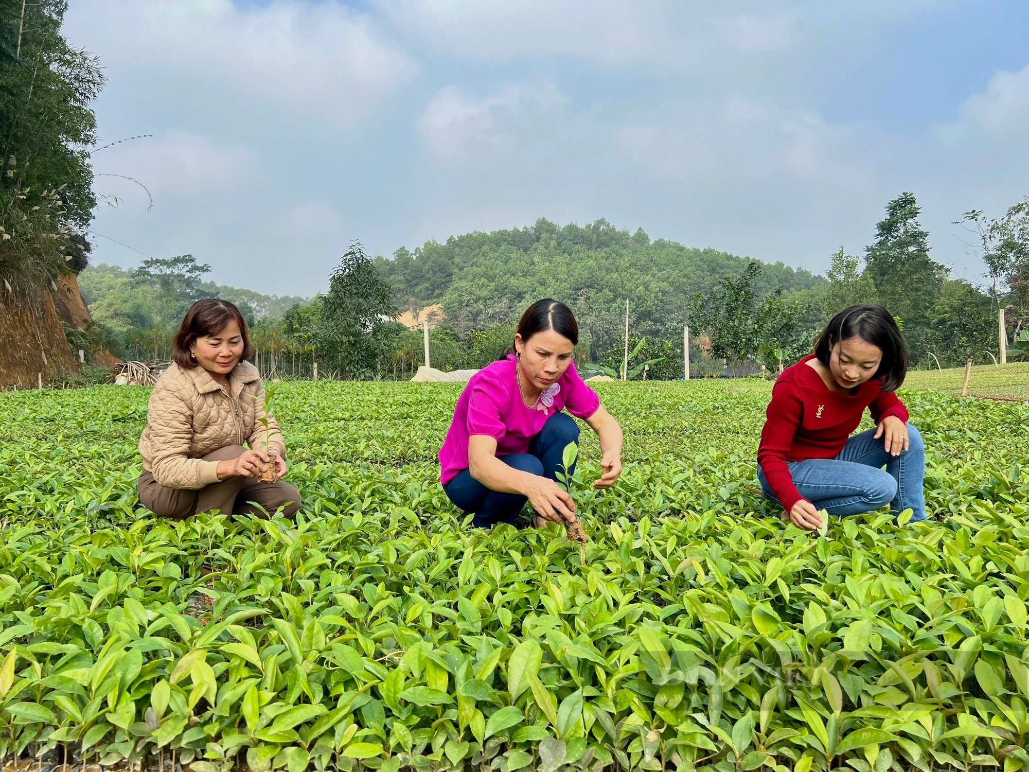 Nông dân "thủ phủ" ươm cây giống lâm nghiệp của Phú Thọ mong được gỡ khó- Ảnh 1.