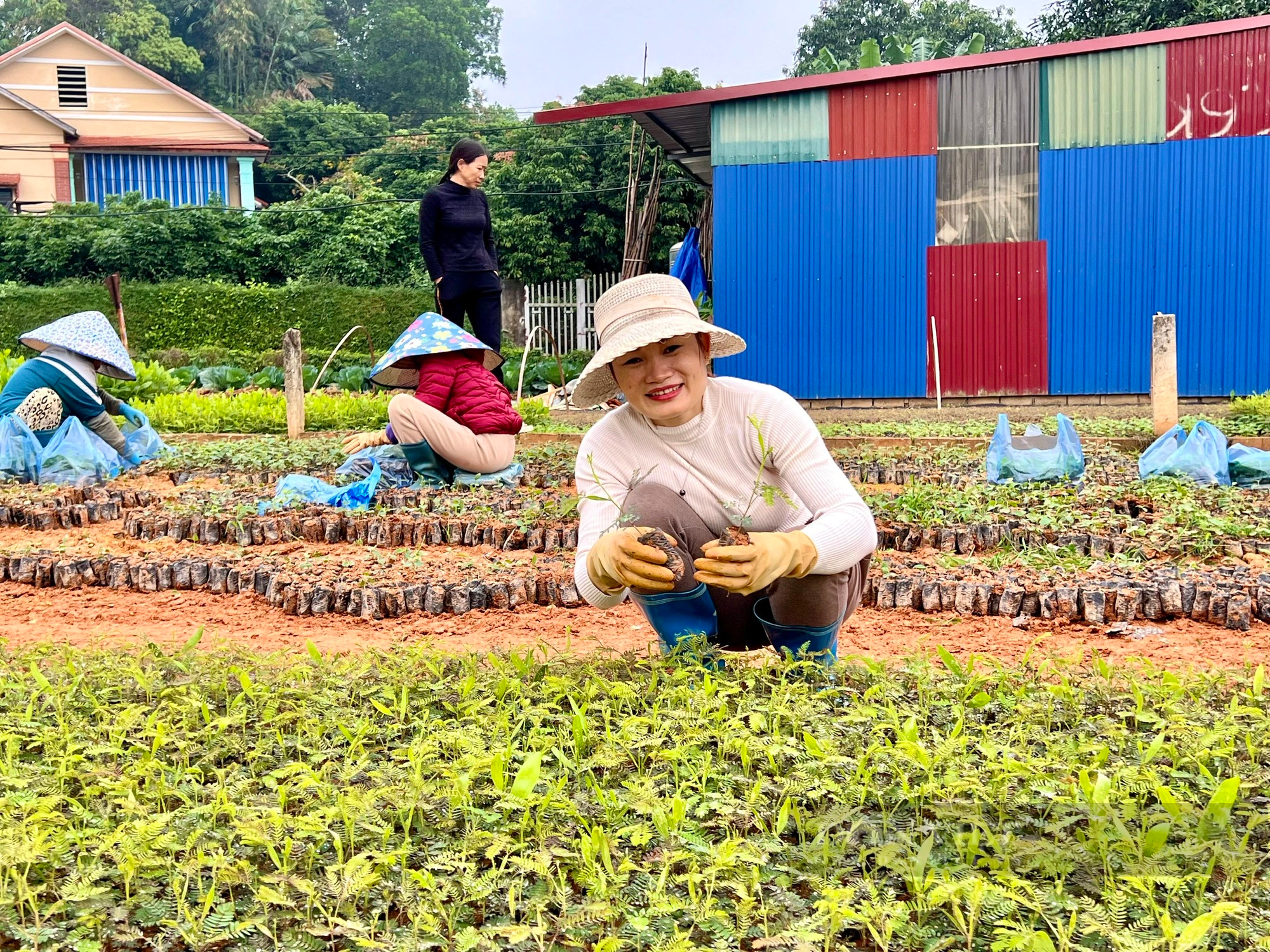 Nông dân "thủ phủ" ươm cây giống lâm nghiệp của Phú Thọ mong được gỡ khó- Ảnh 2.