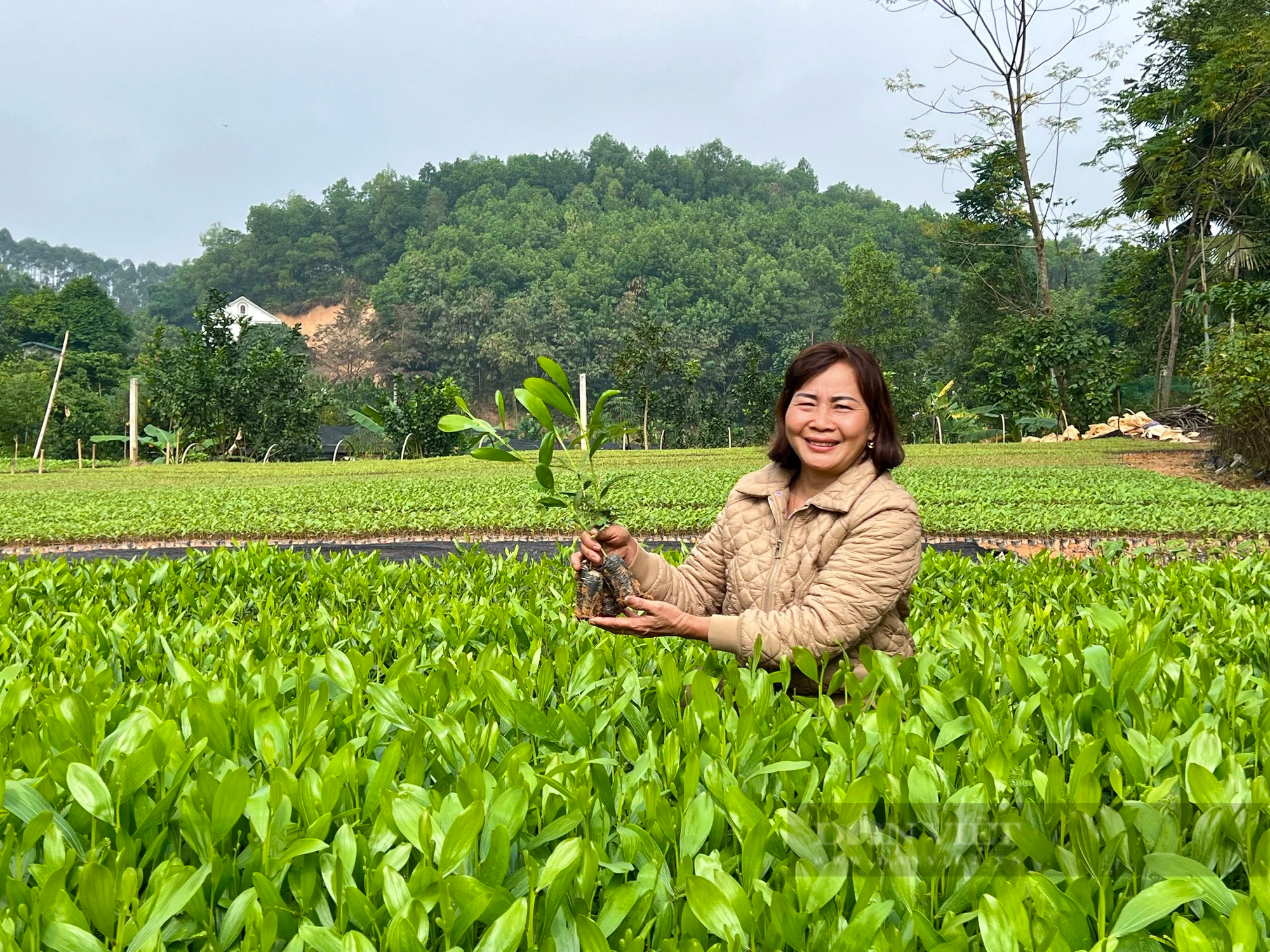 Nông dân "thủ phủ" ươm cây giống lâm nghiệp của Phú Thọ mong được gỡ khó- Ảnh 3.