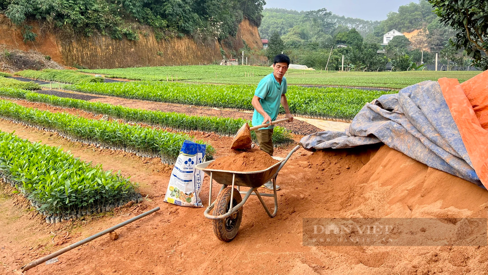 Nông dân "thủ phủ" ươm cây giống lâm nghiệp của Phú Thọ mong được gỡ khó- Ảnh 5.