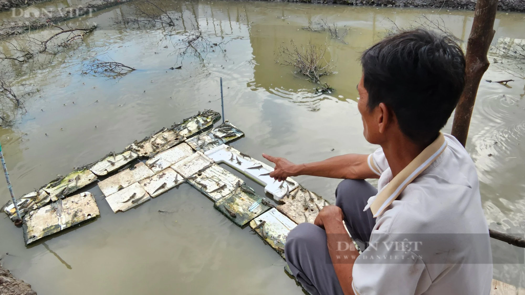 Thuần hóa loài cá biết leo cây, vừa biết chạy trên mặt nước, một nông dân Cà Mau tăng thu nhập- Ảnh 1.