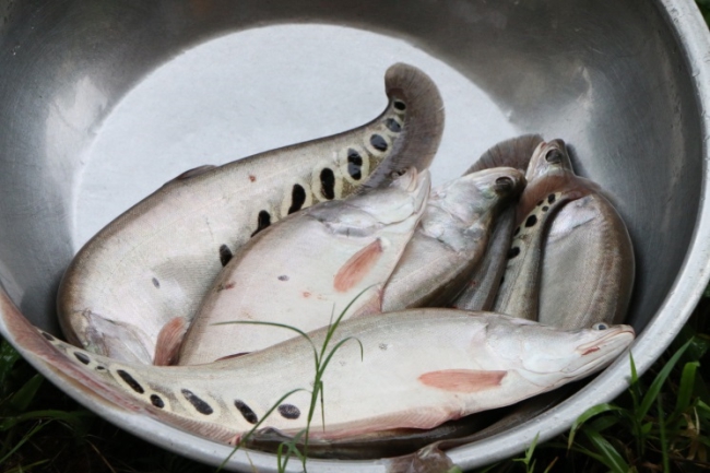 Nuôi loài cá nổi hoa cườm trên thân, nông dân miền núi Quảng Ngãi bắt lên bán giá 110.000 đồng/kg - Ảnh 2.