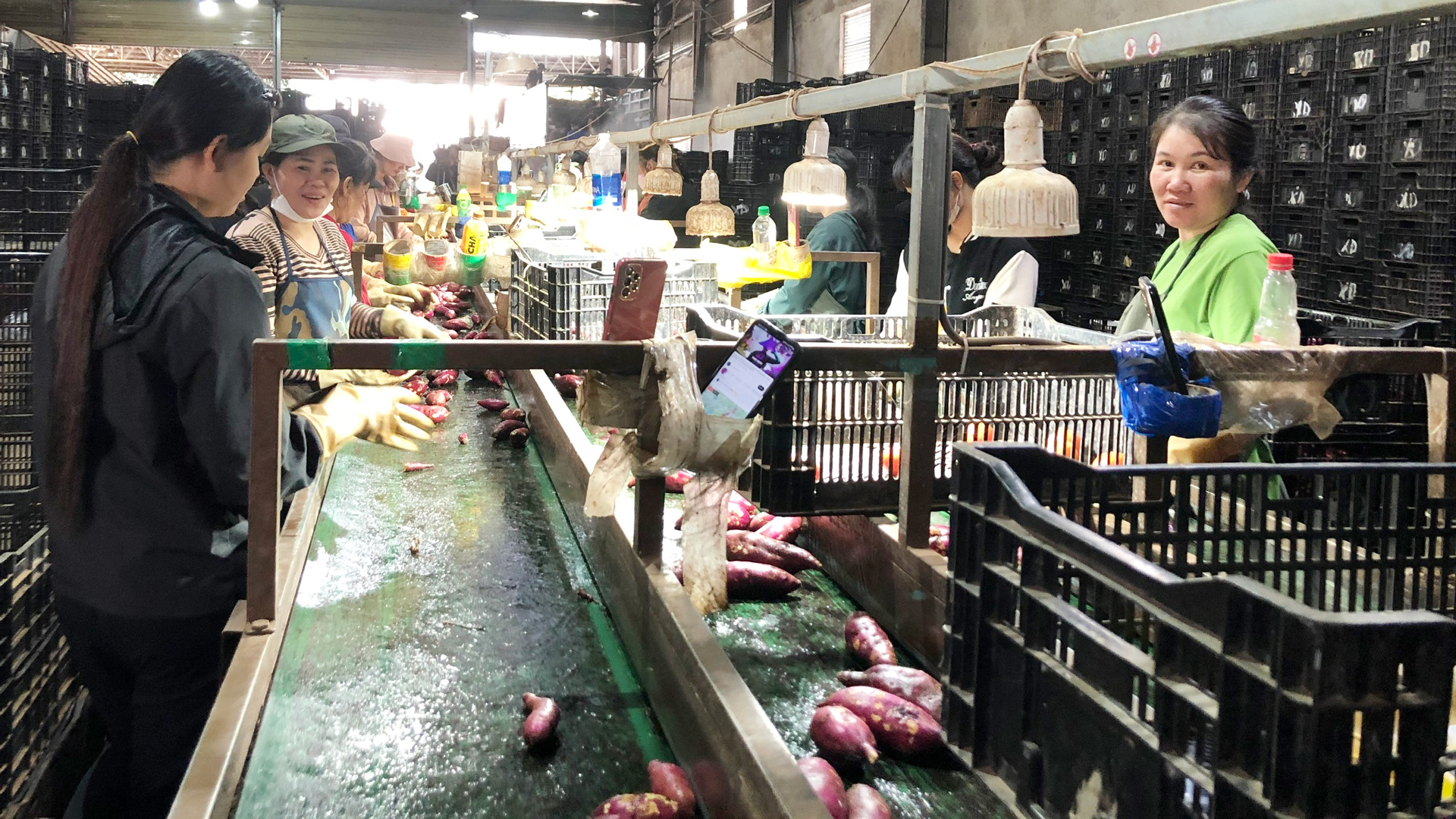 Từng là chủ vựa nông sản, cô gái Lâm Đồng liên kết trồng khoai lang xuất ngoại, mỗi tuần bán cả trăm tấn  - Ảnh 1.