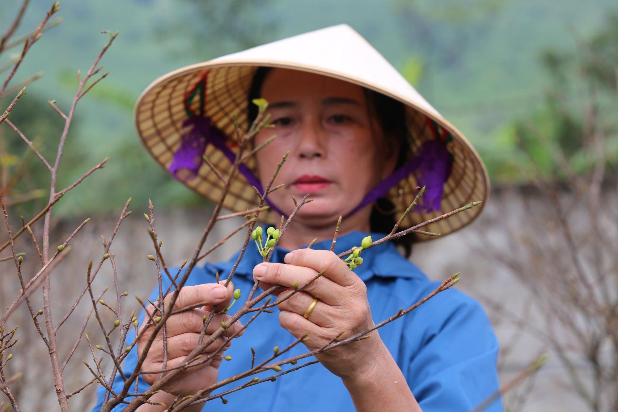 Làng mai ở Hà Tĩnh hối hả vào vụ Tết, giá hàng chục triệu/cây vẫn “cháy hàng”- Ảnh 7.