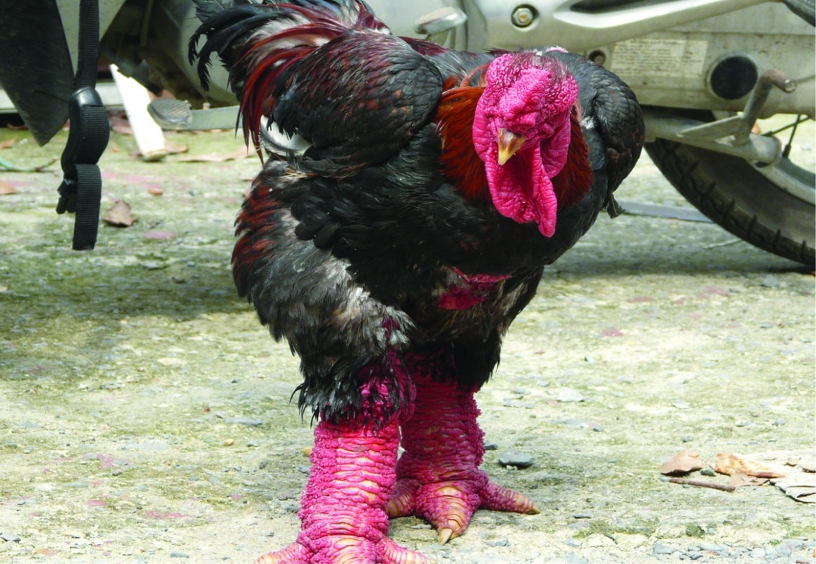 Điểm mặt 6 giống gà “đắt có tiếng” vẫn được ưa chuộng và săn lùng dịp Tết Nguyên đán Giáp Thìn 2024- Ảnh 1.