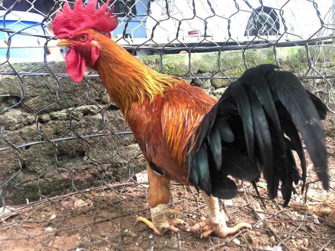 Điểm mặt 6 giống gà “đắt có tiếng” vẫn được ưa chuộng và săn lùng dịp Tết Nguyên đán Giáp Thìn 2024- Ảnh 6.
