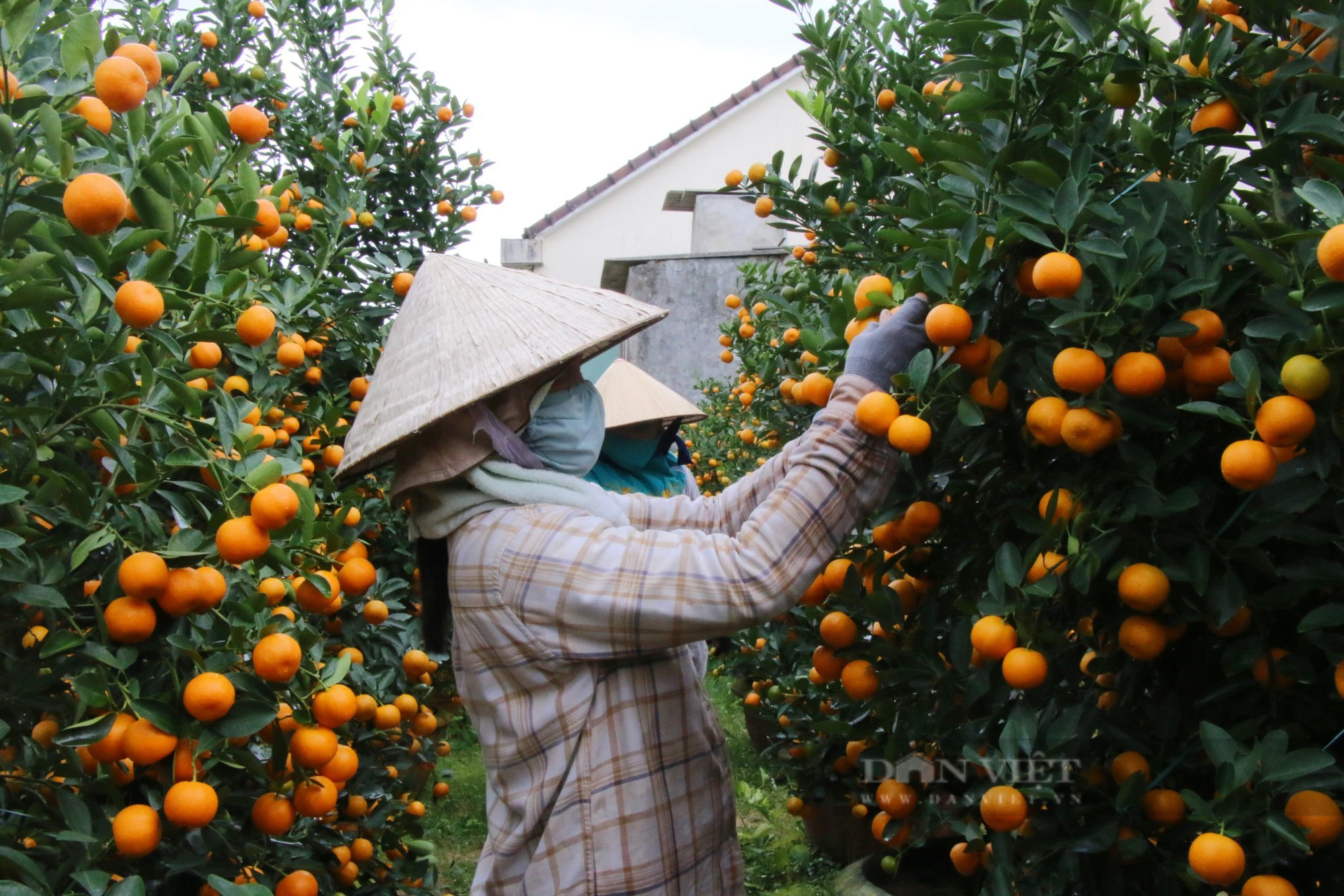 Chưa đến Tết, "thủ phủ" quất Hội An đã hết hàng- Ảnh 6.