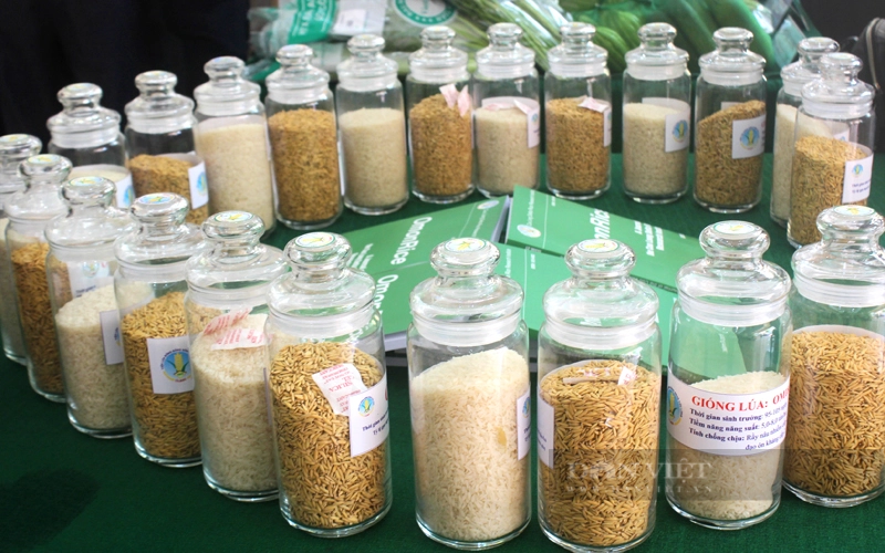 Việt Nam đang sở hữu nhiều giống lúa gaojh chất lượng cao. Ảnh: Nguyên Vỹ