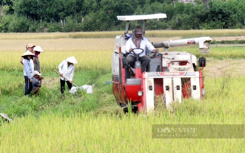 Các lợi thế hiện có giúp Việt Nam có nhiều cơ hội tổ chức lại ngành hàng lúa gạo. Ảnh: Nguyên Vỹ