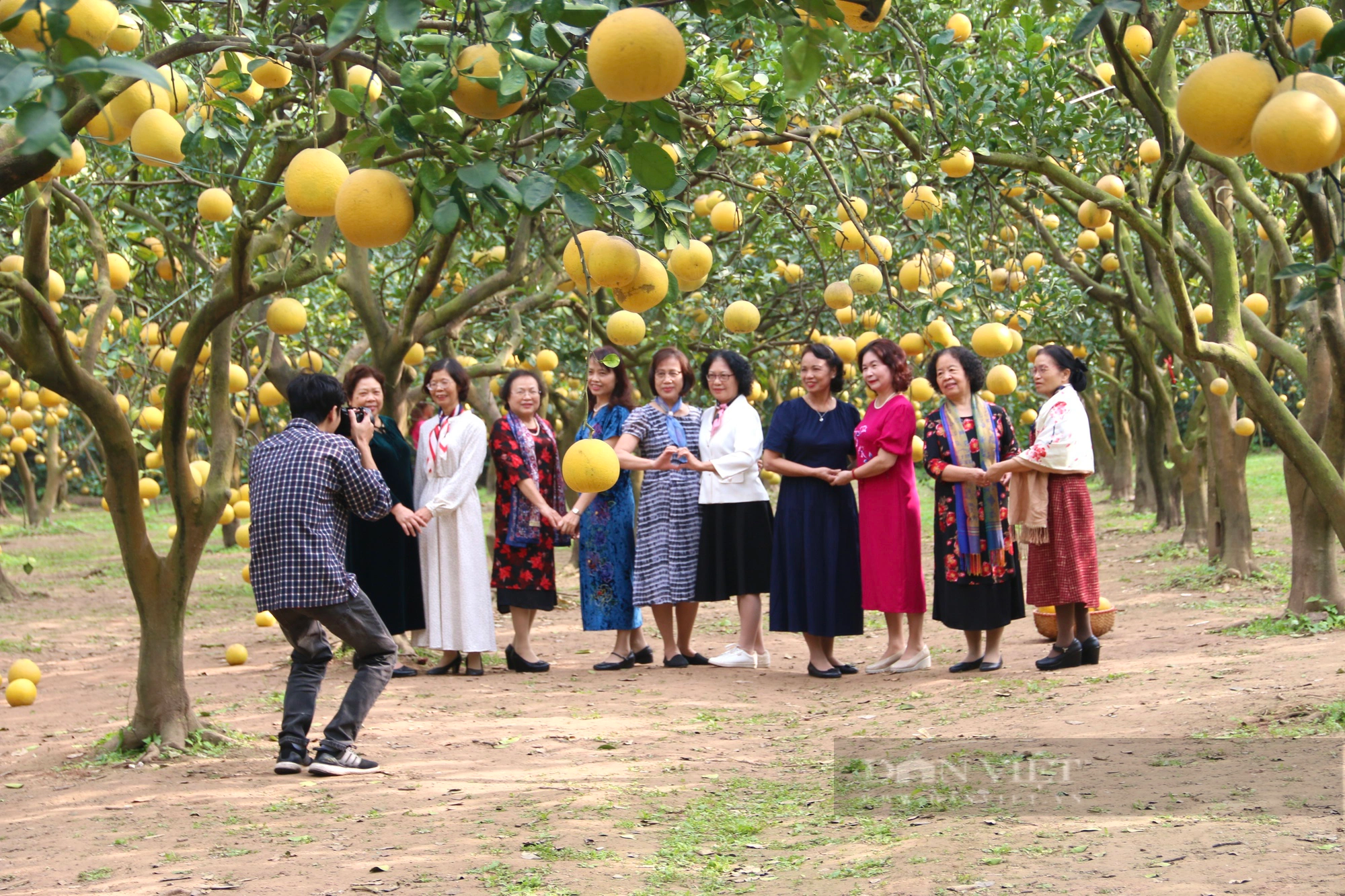 Vườn bưởi tại Hà Nội gần 30 năm tuổi sai trĩu quả, thu hút hàng trăm lượt khách tới check- in- Ảnh 2.