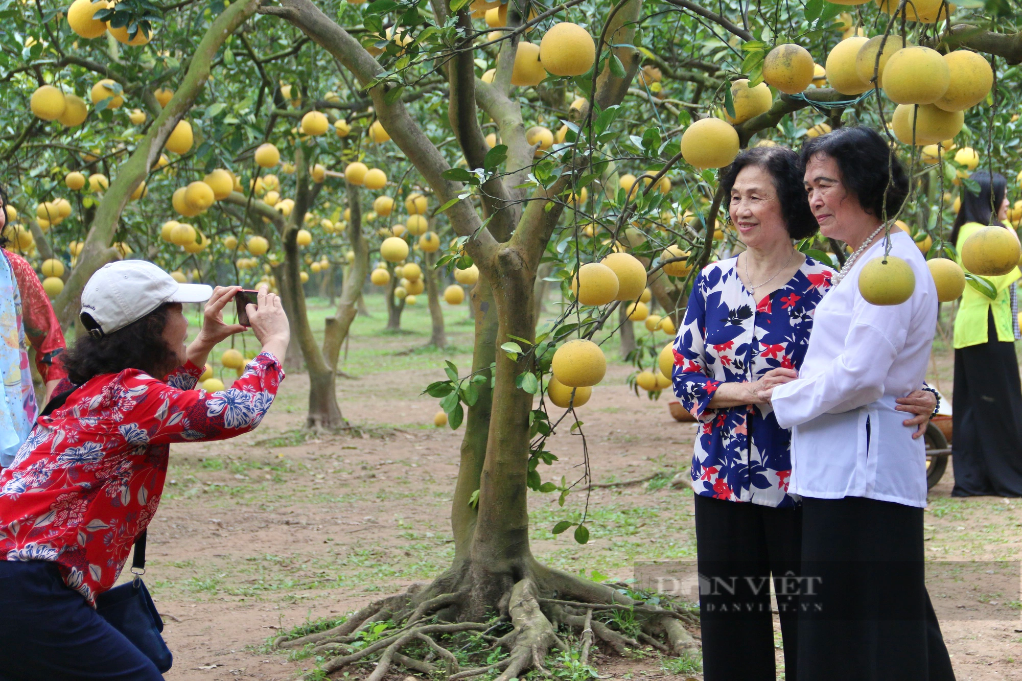 Vườn bưởi tại Hà Nội gần 30 năm tuổi sai trĩu quả, thu hút hàng trăm lượt khách tới check- in- Ảnh 5.