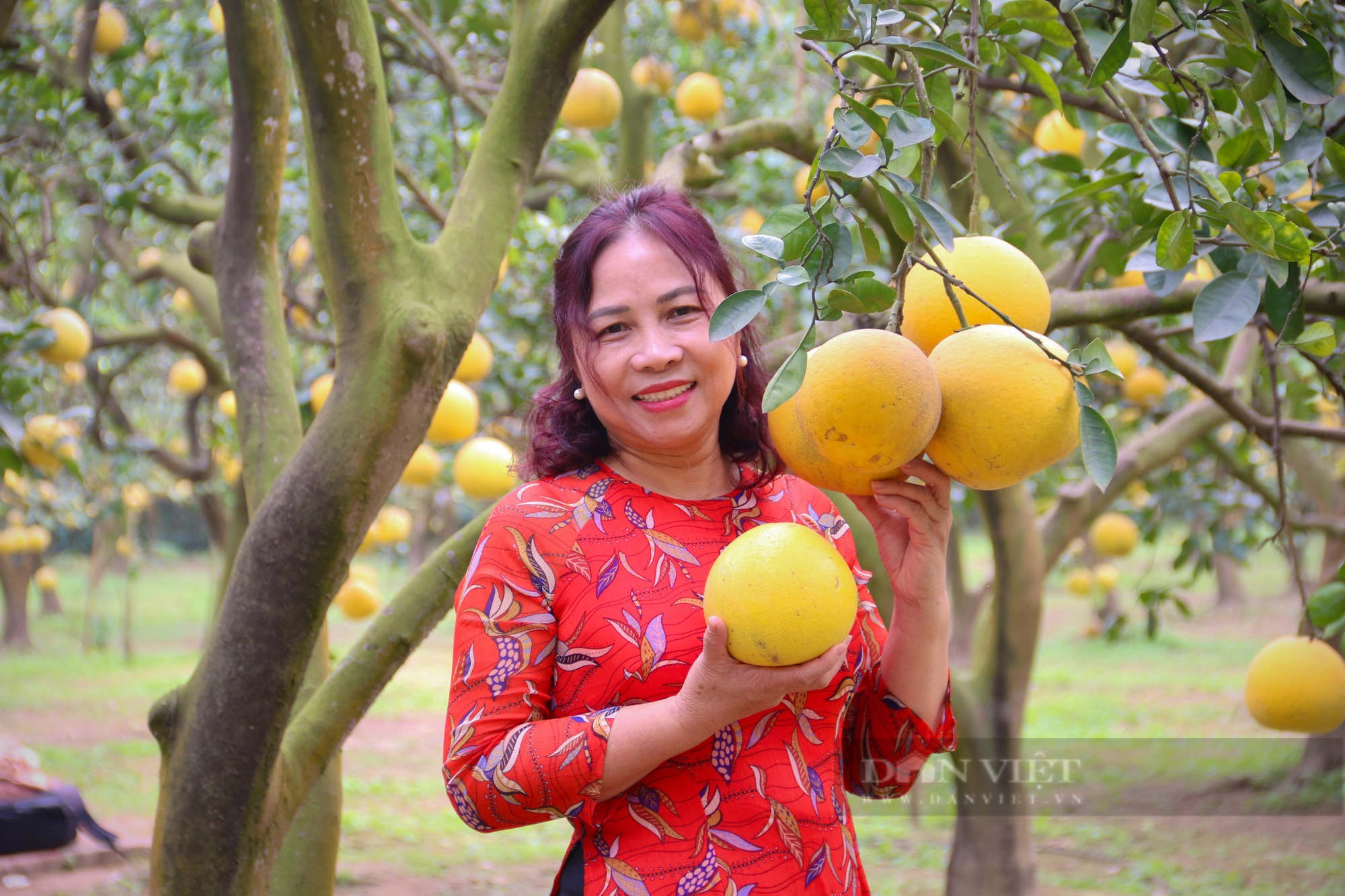 Vườn bưởi tại Hà Nội gần 30 năm tuổi sai trĩu quả, thu hút hàng trăm lượt khách tới check- in- Ảnh 7.