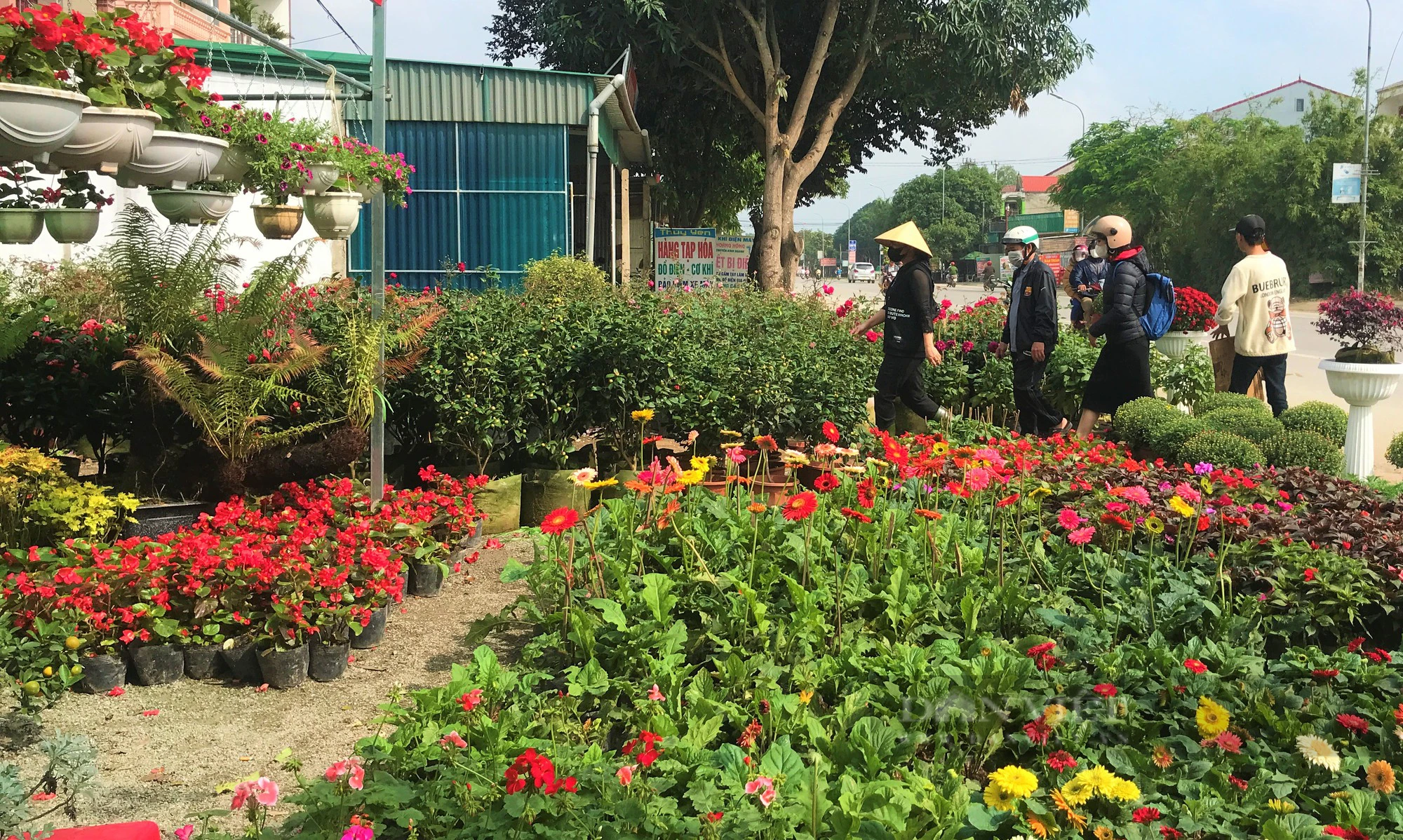 Làng hoa ở Nghệ An rực rỡ, xuất hiện con đường hoa đẹp như phim hút khách- Ảnh 2.