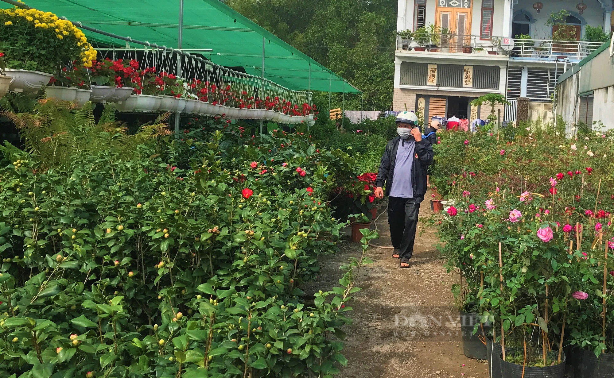 Làng hoa ở Nghệ An rực rỡ, xuất hiện con đường hoa đẹp như phim hút khách- Ảnh 4.