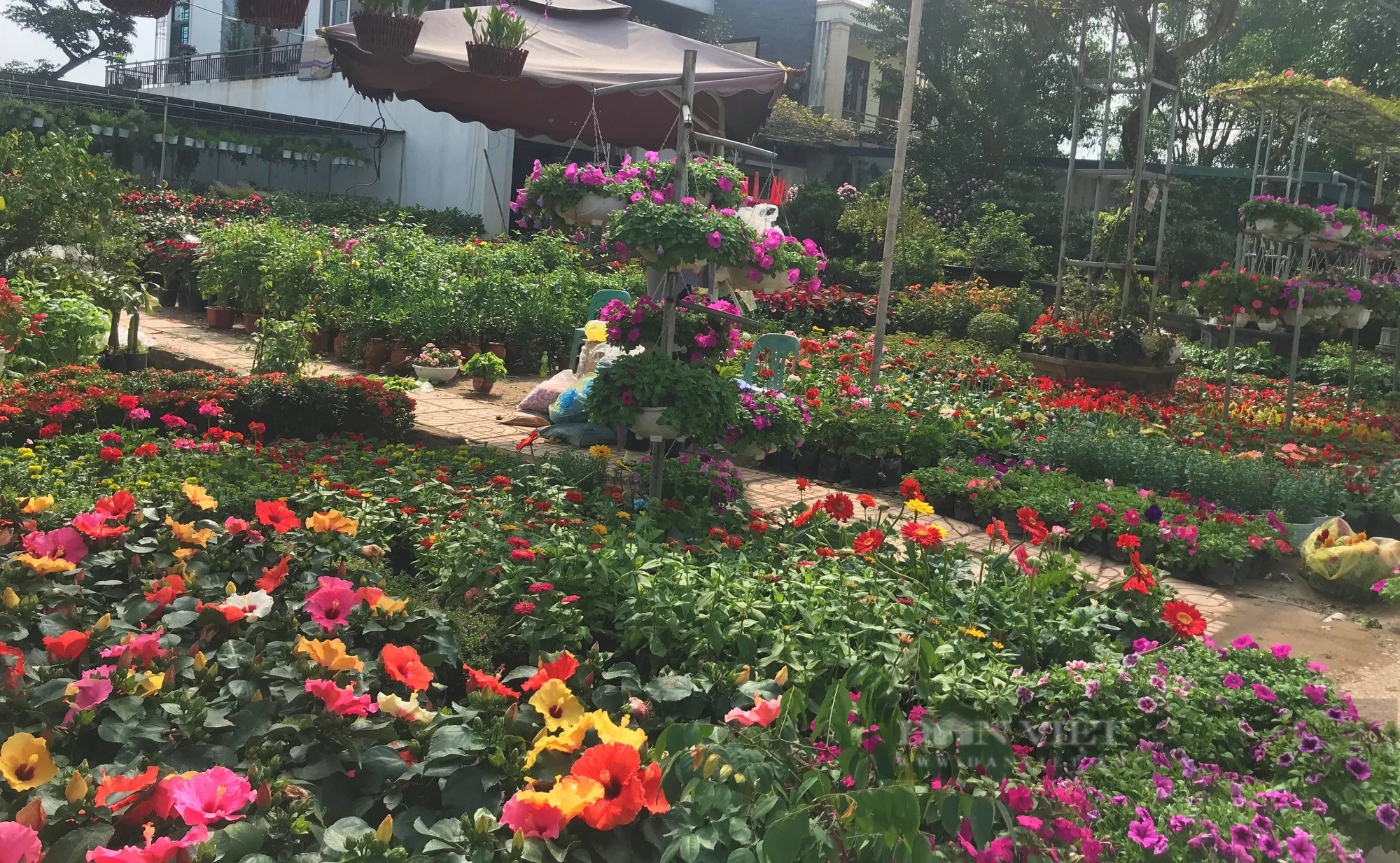 Làng hoa ở Nghệ An rực rỡ, xuất hiện con đường hoa đẹp như phim hút khách- Ảnh 5.
