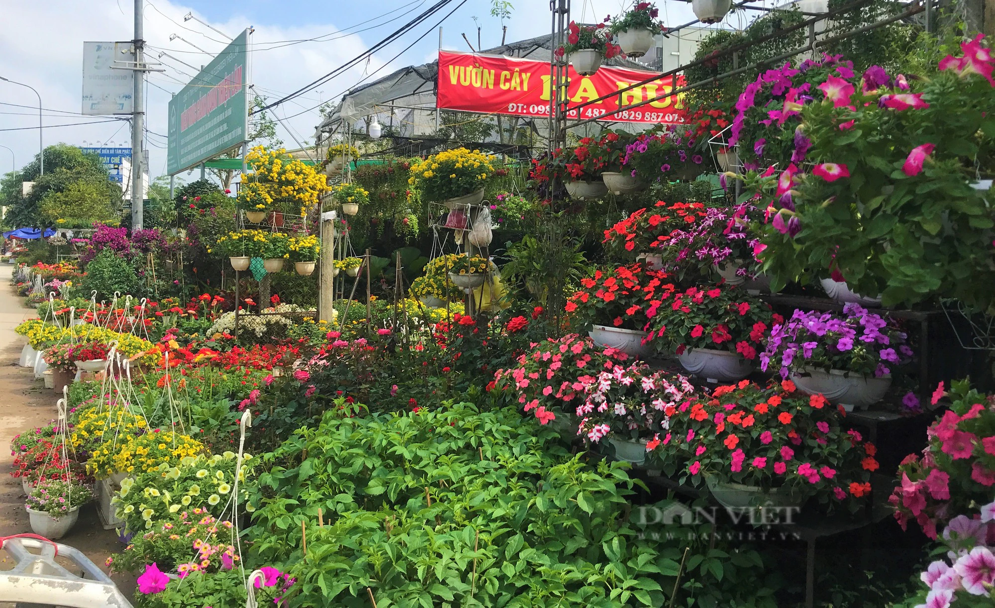 Làng hoa ở Nghệ An rực rỡ, xuất hiện con đường hoa đẹp như phim hút khách- Ảnh 6.