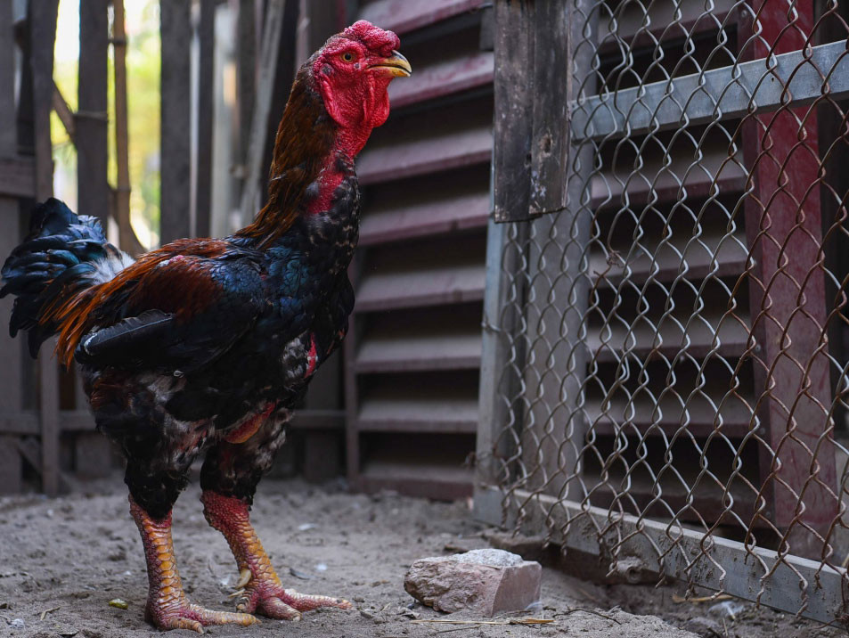 Điểm mặt 6 giống gà “đắt có tiếng” vẫn được ưa chuộng và săn lùng dịp Tết Nguyên đán Giáp Thìn 2024- Ảnh 10.