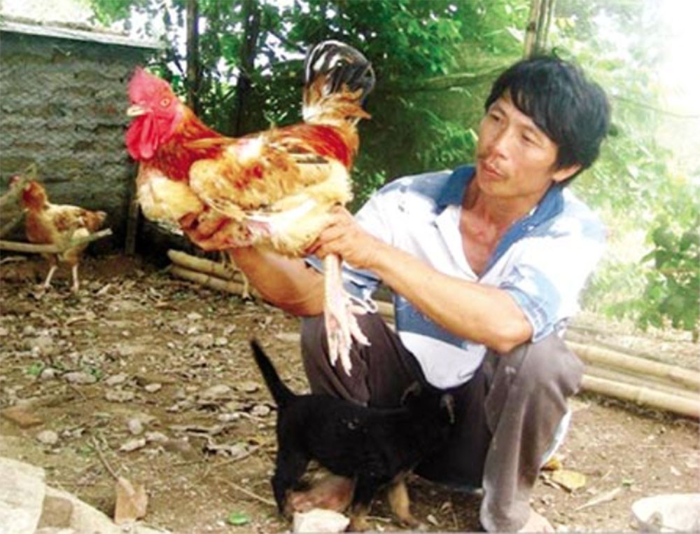 Điểm mặt 6 giống gà “đắt có tiếng” vẫn được ưa chuộng và săn lùng dịp Tết Nguyên đán Giáp Thìn 2024- Ảnh 13.