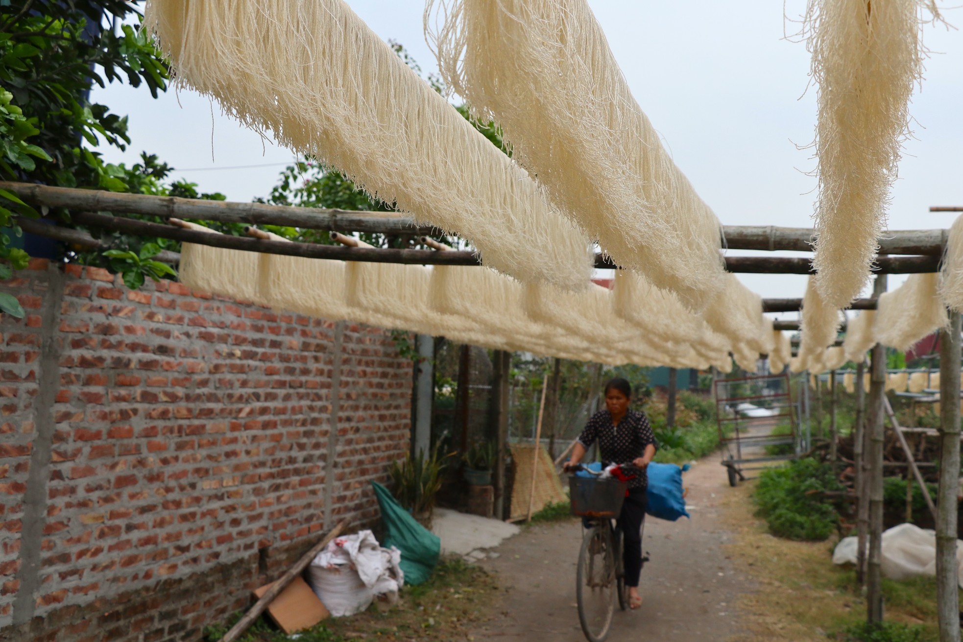 Nông dân làng miến dong Dương Liễu bảo nhau tăng công suất gấp 3 để đủ miến bán cho thương lái dịp Tết- Ảnh 2.