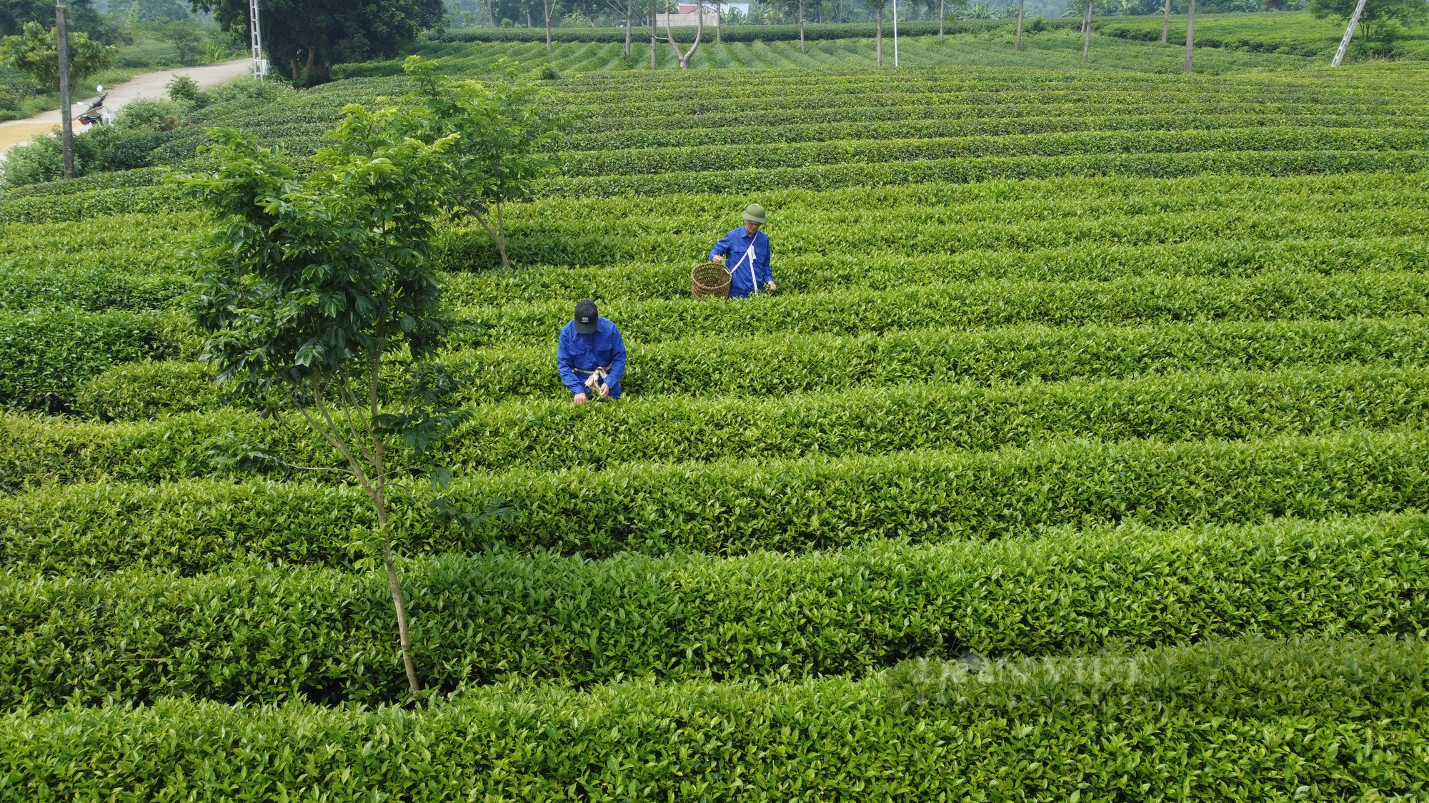 Người sản xuất ra nhiều loại chè "độc lạ", đưa thương hiệu chè Tuyên Quang "bay xa" là Nông dân Việt Nam xuất sắc 2024 - Ảnh 2.