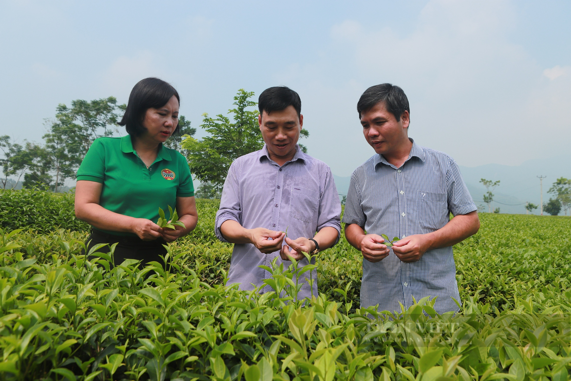 Người sản xuất ra nhiều loại chè "độc lạ", đưa thương hiệu chè Tuyên Quang "bay xa" là Nông dân Việt Nam xuất sắc 2024 - Ảnh 1.