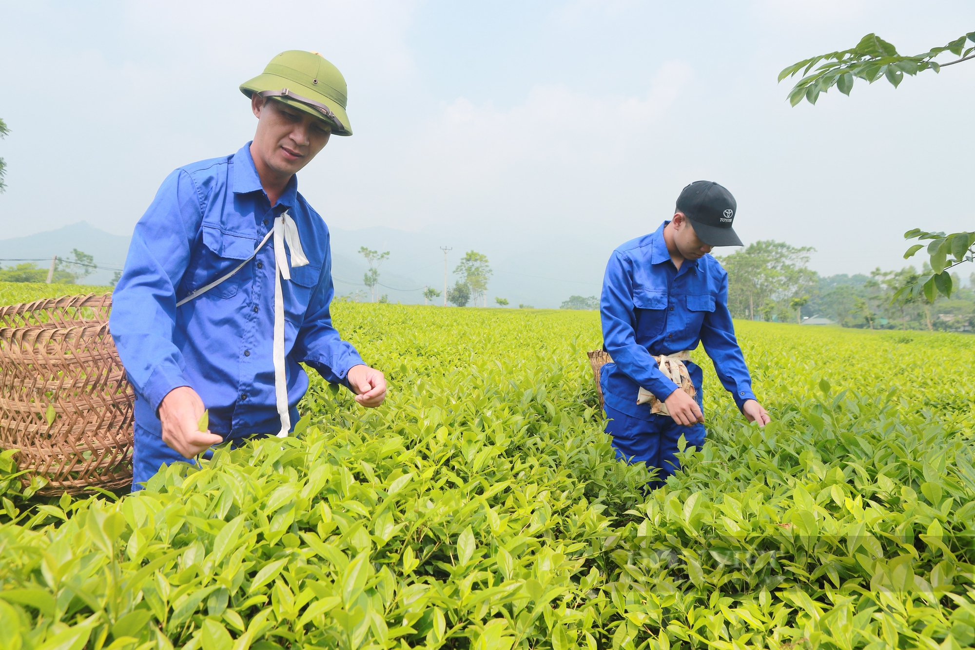 Người sản xuất ra nhiều loại chè "độc lạ", đưa thương hiệu chè Tuyên Quang "bay xa" là Nông dân Việt Nam xuất sắc 2024 - Ảnh 4.